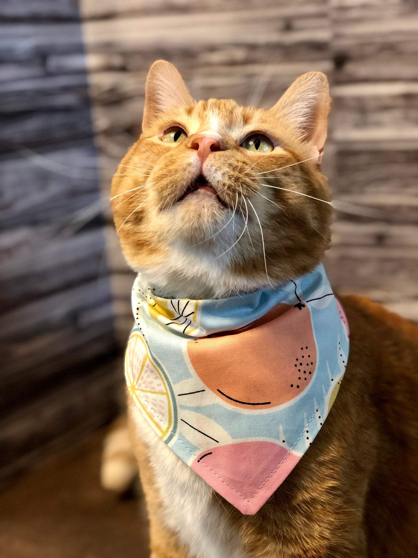 Blue Citrus Print Fabric Pet Bandana
