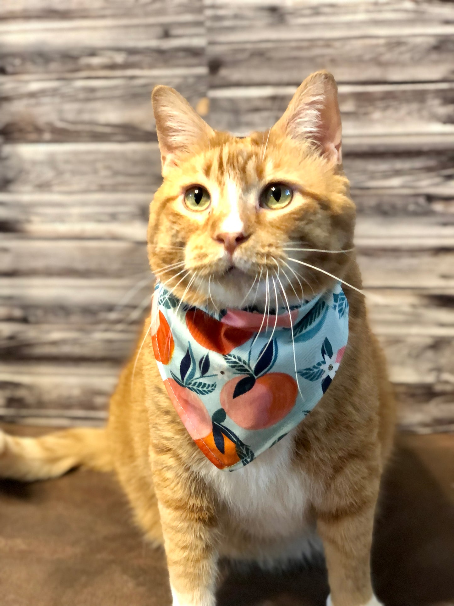 Oranges & Peaches Print Fabric Pet Bandana